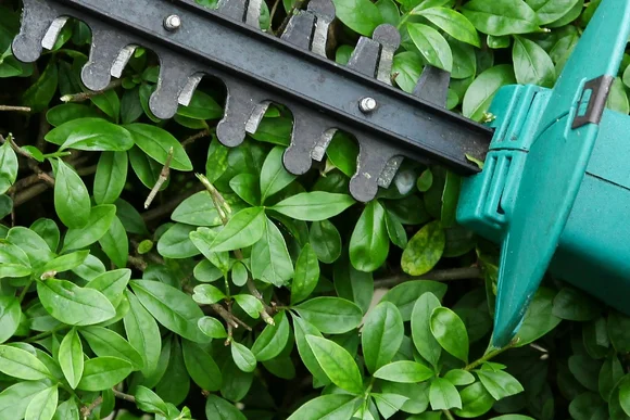 Heckenschere schneidet grüne Hecke